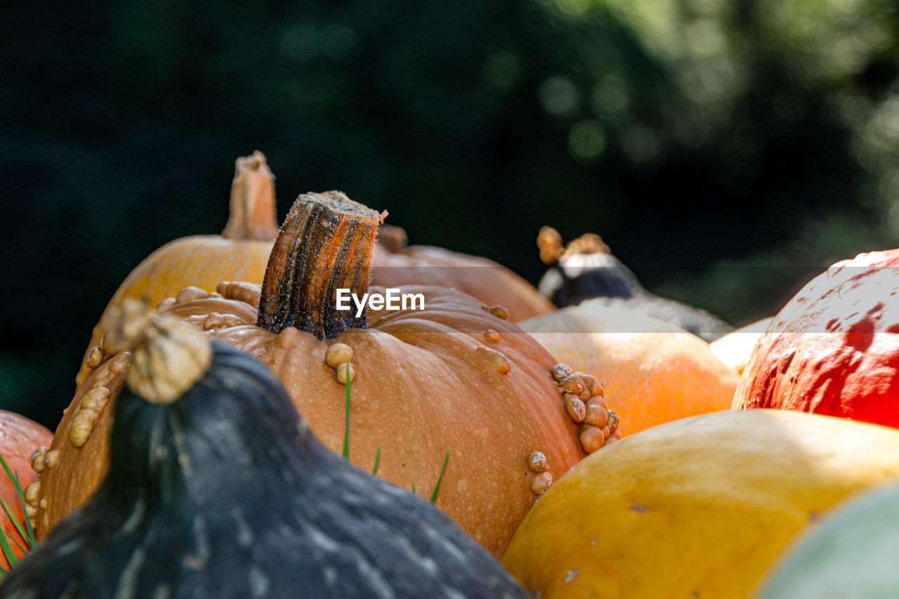 CLOSE-UP OF PUMPKINS IN MARKET