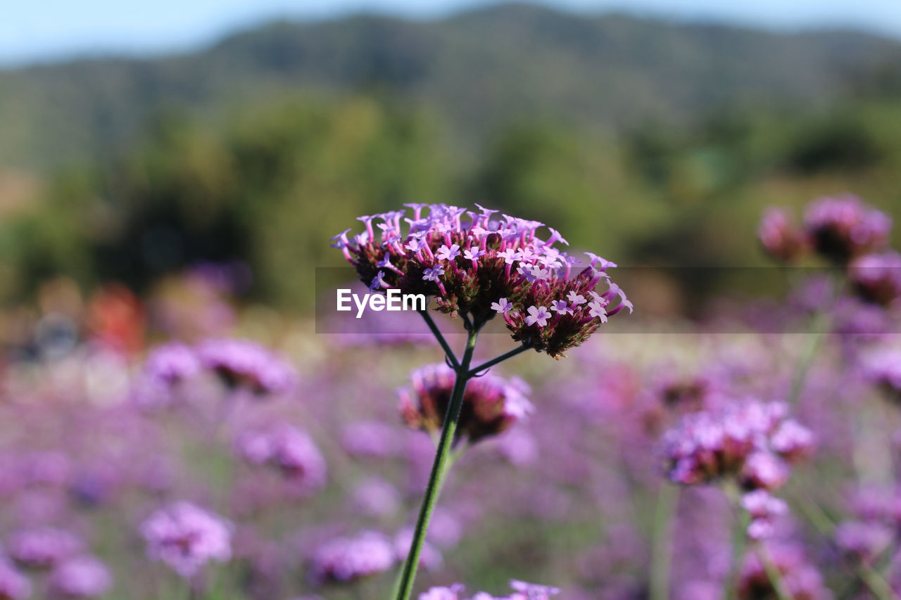 flower, flowering plant, plant, beauty in nature, freshness, nature, purple, fragility, close-up, pink, focus on foreground, animal wildlife, no people, growth, meadow, flower head, wildflower, animal themes, environment, animal, outdoors, botany, landscape, day, inflorescence, land, summer, mountain, food, blossom, sky, petal, prairie, springtime, selective focus, field, lavender, insect, wildlife, macro photography