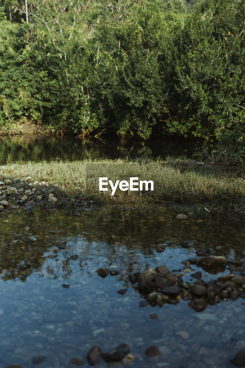 water, plant, reflection, nature, river, no people, day, pond, leaf, tranquility, growth, beauty in nature, tree, green, wetland, stream, outdoors, autumn, wildlife, natural environment, tranquil scene, grass, body of water, land, waterfront, woodland, scenics - nature, forest