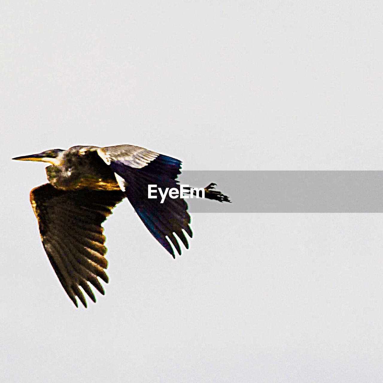 CLOSE-UP OF BIRDS FLYING