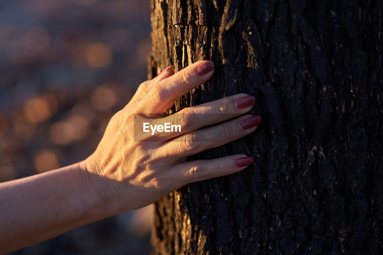 Touch on a black tree trunk that burnt with wildfire