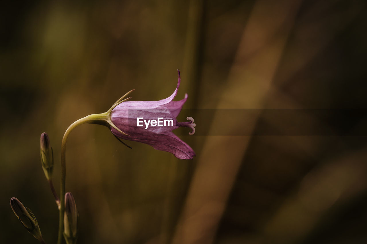 Close-up of wilted flower bud