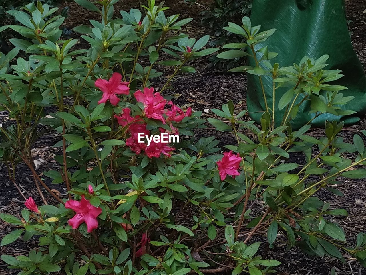 CLOSE-UP OF PINK FLOWERS IN BLOOM