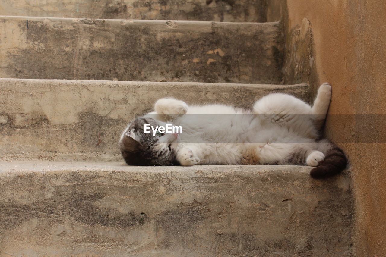 Close-up of cat lying on steps