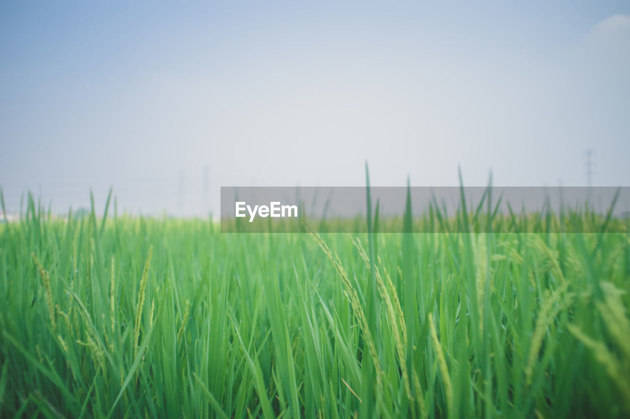 CROPS GROWING ON FARM