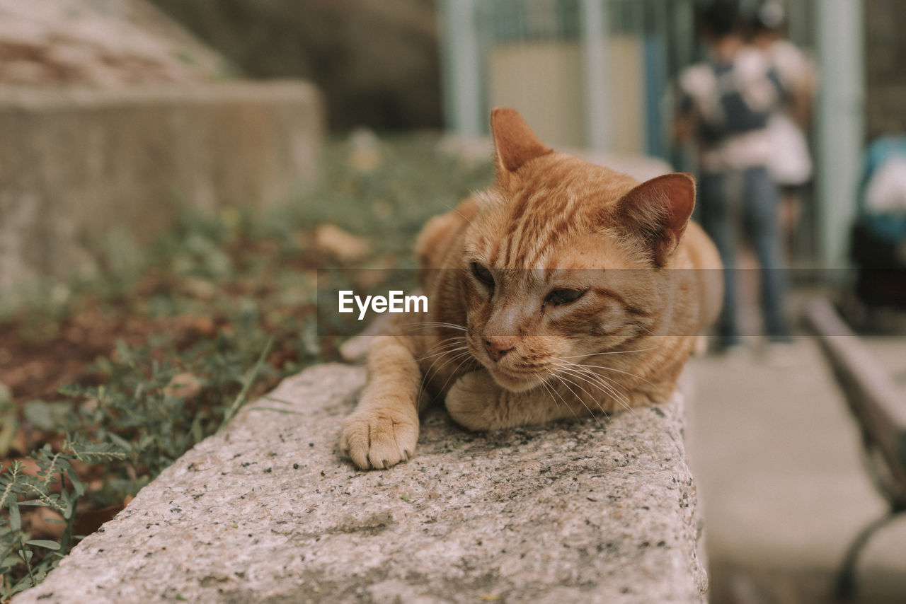 PORTRAIT OF A CAT