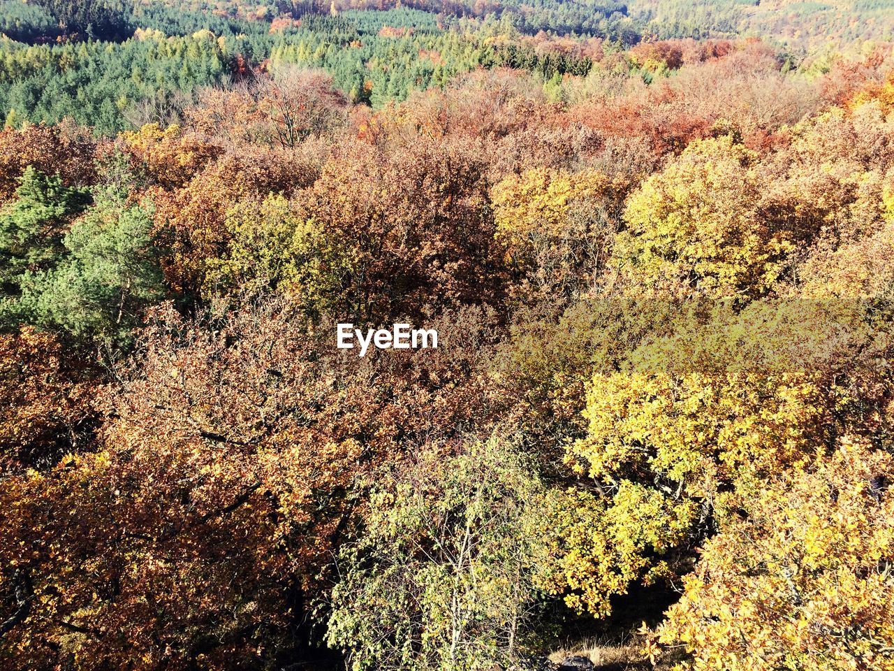 VIEW OF TREE IN FOREST