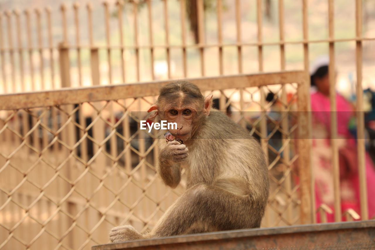 PORTRAIT OF MONKEY SITTING IN ZOO