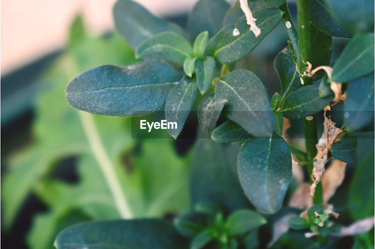 CLOSE-UP OF FRESH PLANT