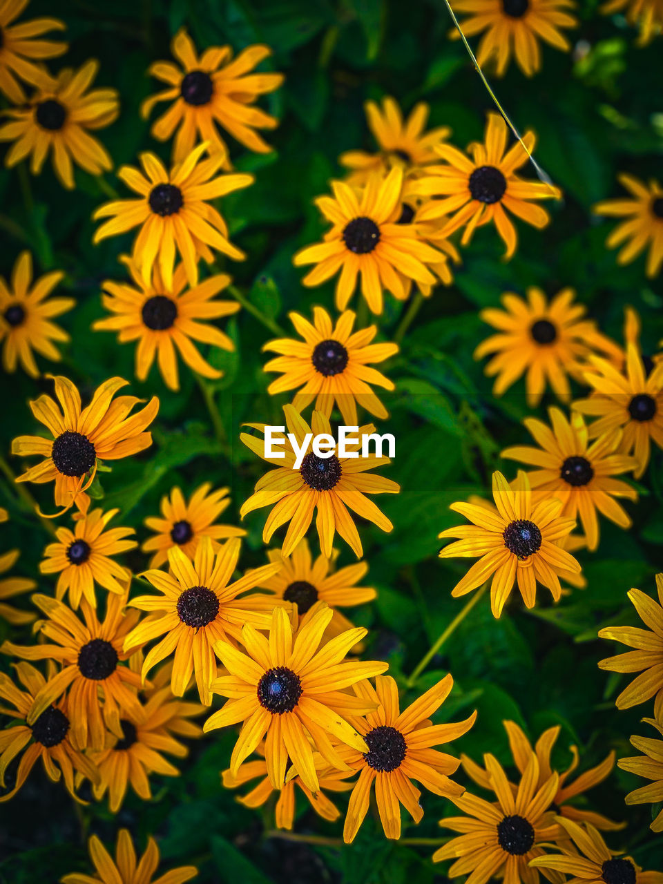 flower, flowering plant, plant, freshness, beauty in nature, yellow, flower head, growth, fragility, petal, nature, close-up, no people, inflorescence, herb, full frame, backgrounds, day, outdoors, high angle view, botany, pollen, black-eyed susan, pattern
