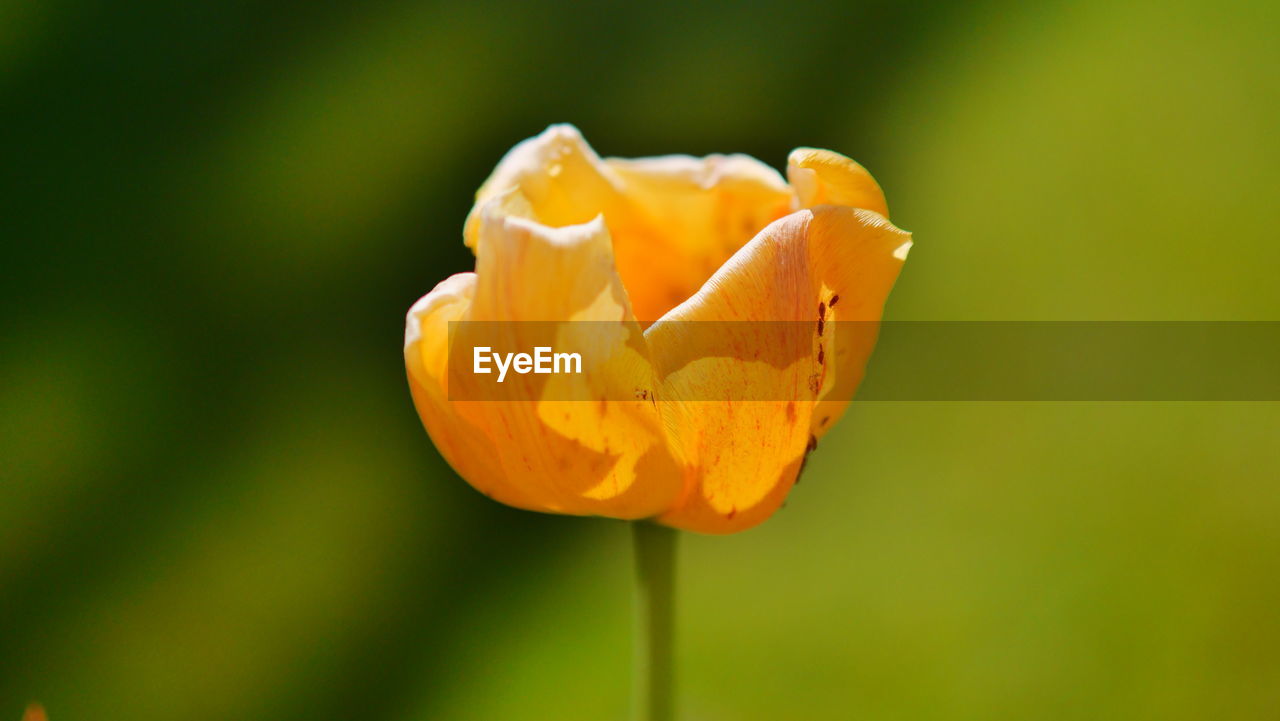 CLOSE-UP OF ORANGE ROSE