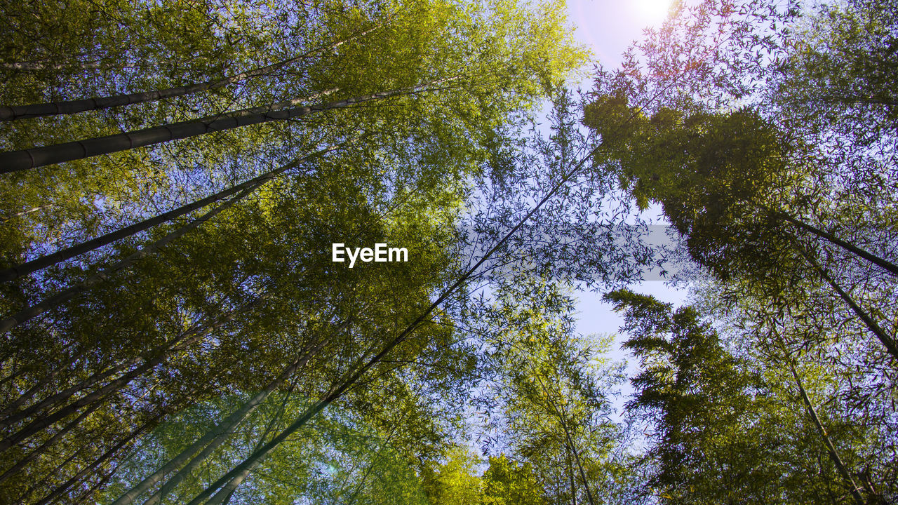 LOW ANGLE VIEW OF TREES AGAINST SKY IN FOREST