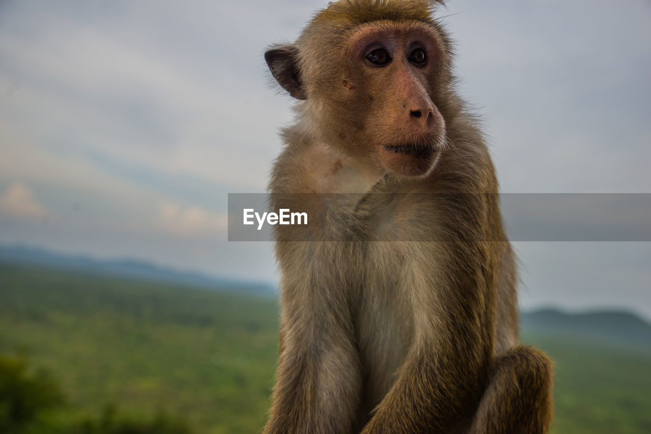 CLOSE-UP OF MONKEY ON WALL