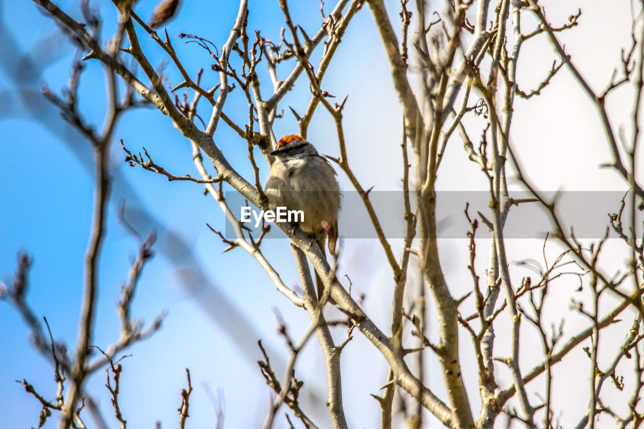 Low angle view of chipping sparrow bird perching on branch