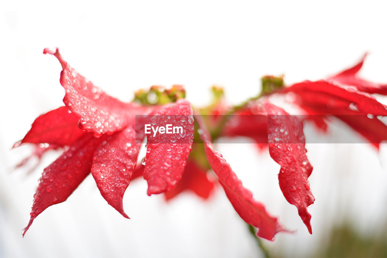 Close-up of water drops on flower