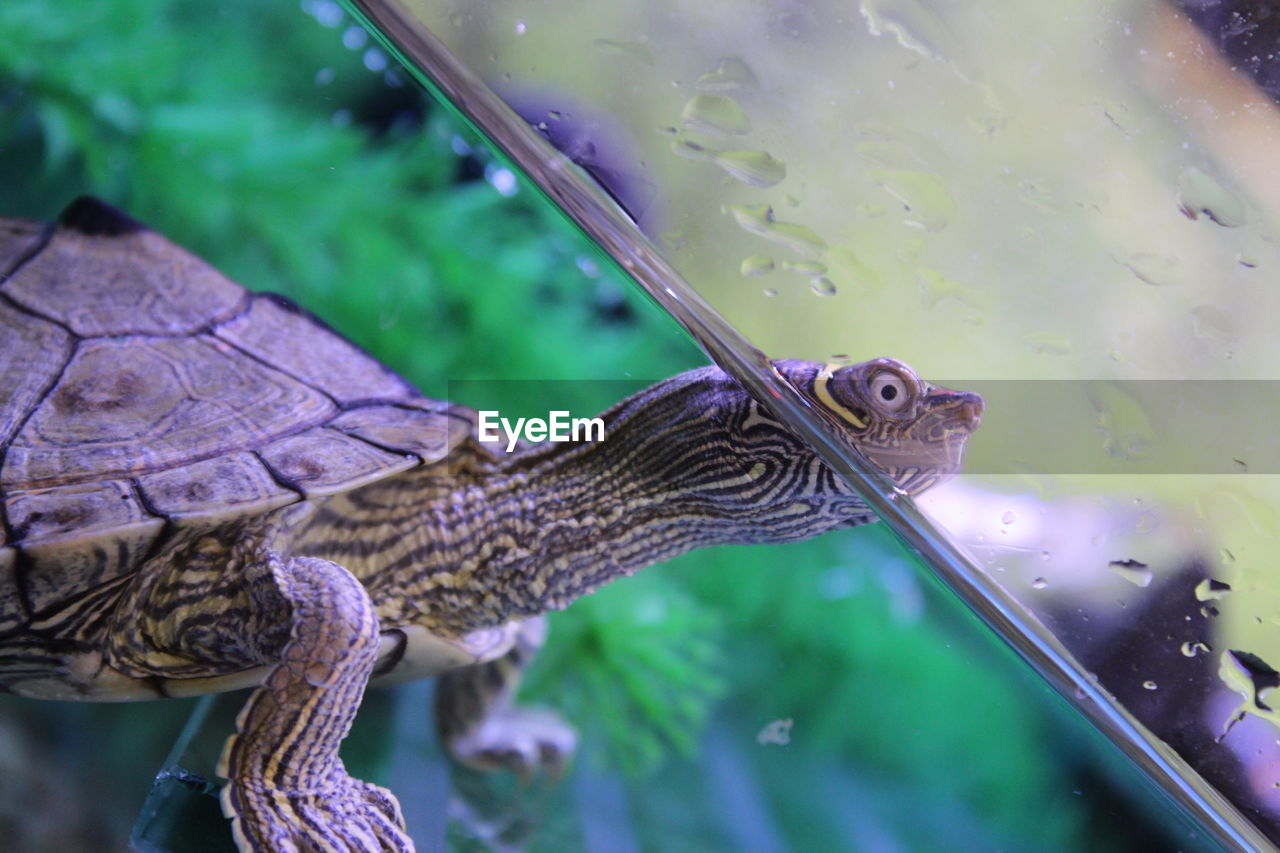 CLOSE-UP OF LIZARD ON GLASS IN A WATER