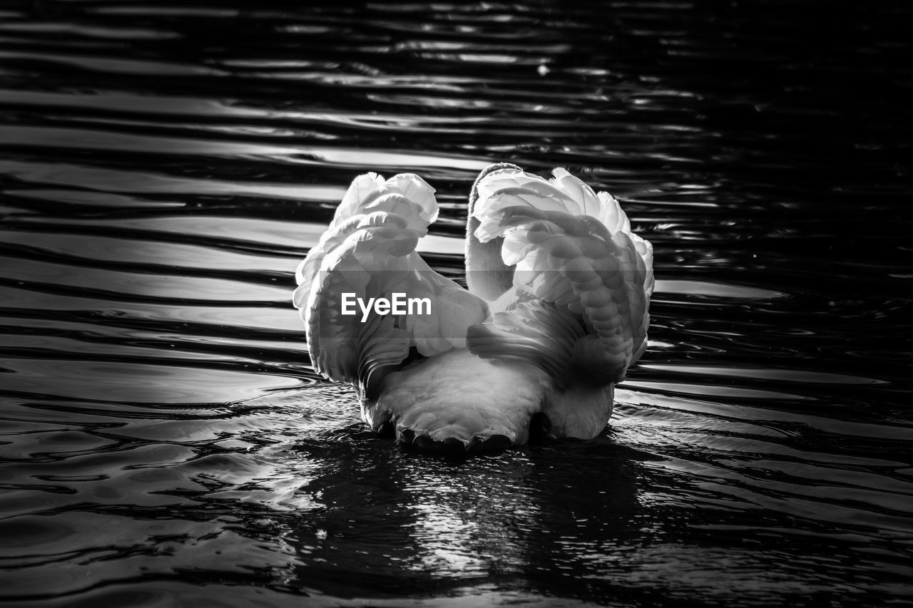 View of swan swimming in lake