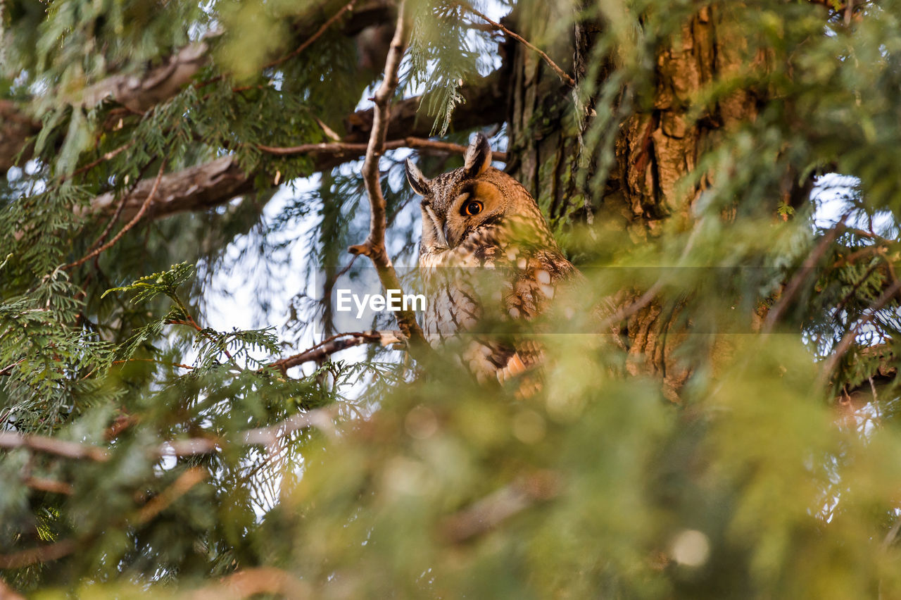 VIEW OF BIRD IN FOREST