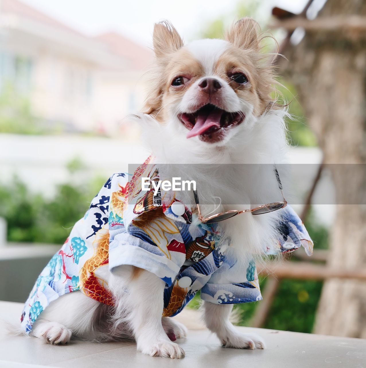 CLOSE-UP PORTRAIT OF A DOG OUTDOORS