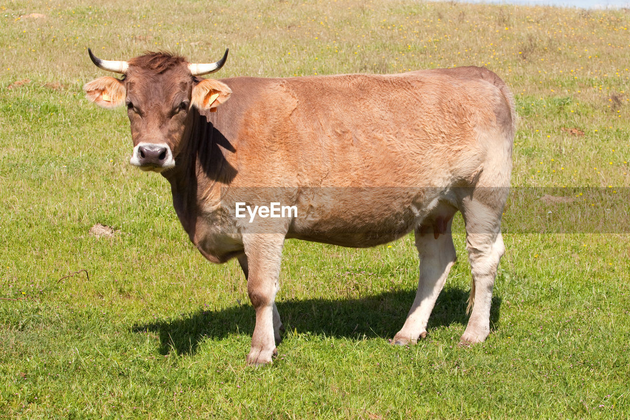 COW IN A FIELD