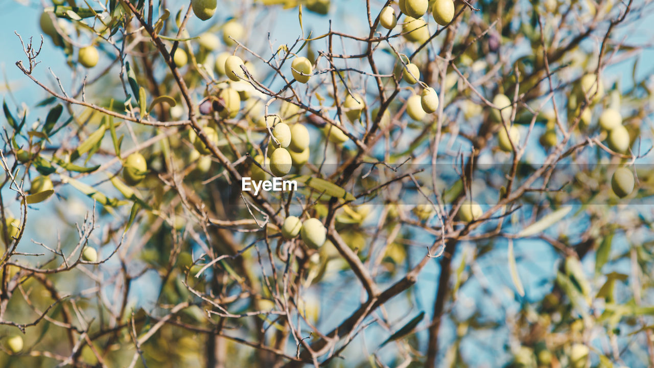 Green olives on tree branch