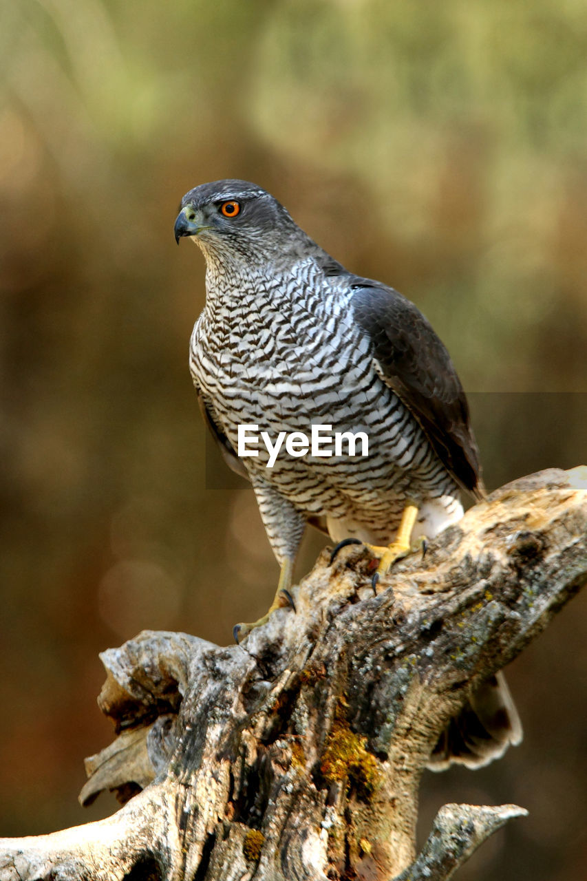 CLOSE-UP OF A BIRD PERCHING ON TREE