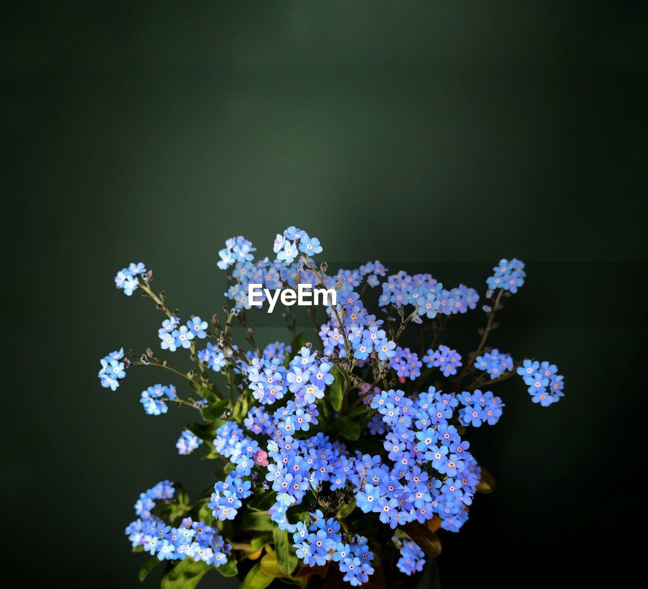 close-up of flowers