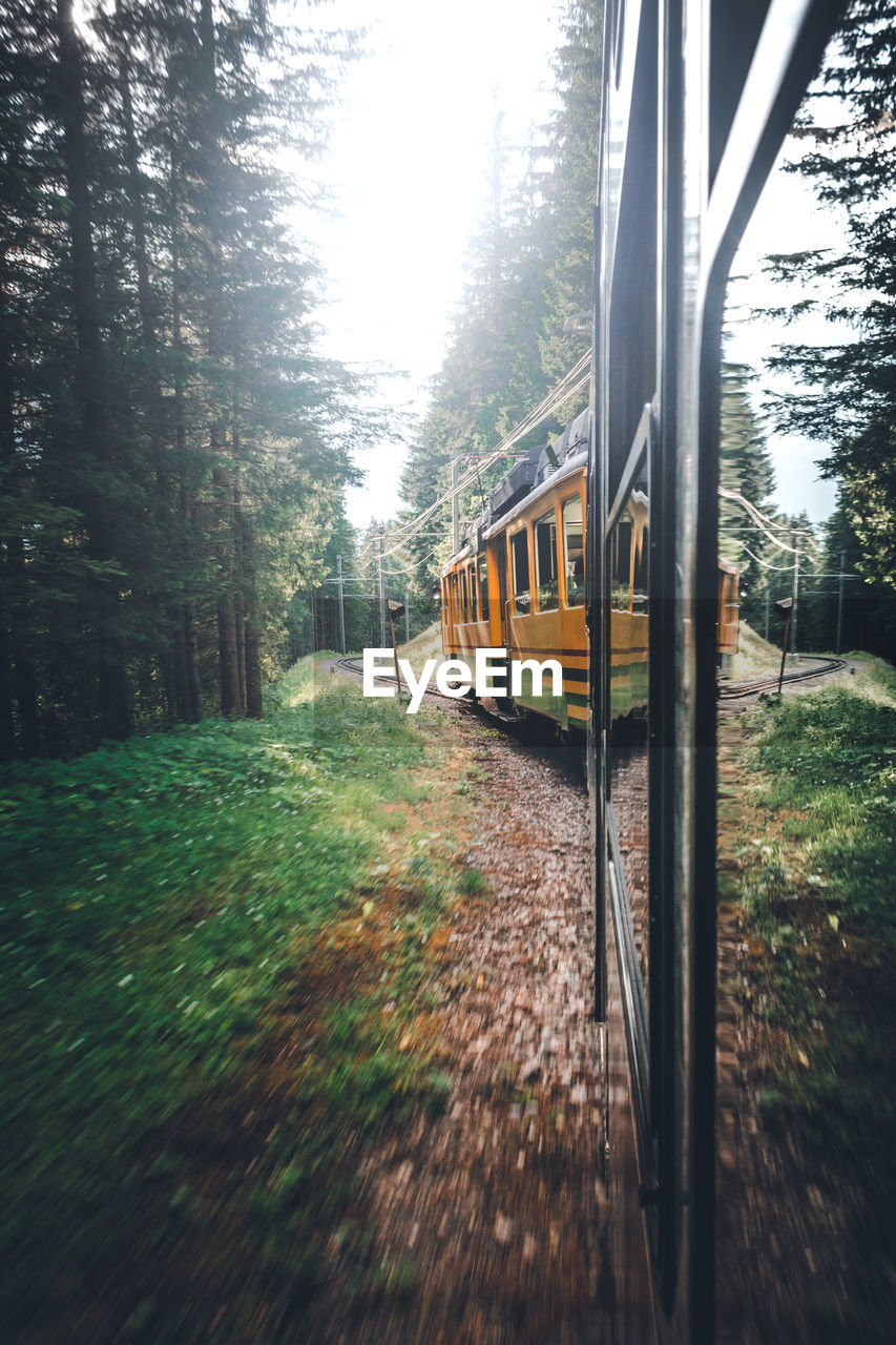 Train at forest