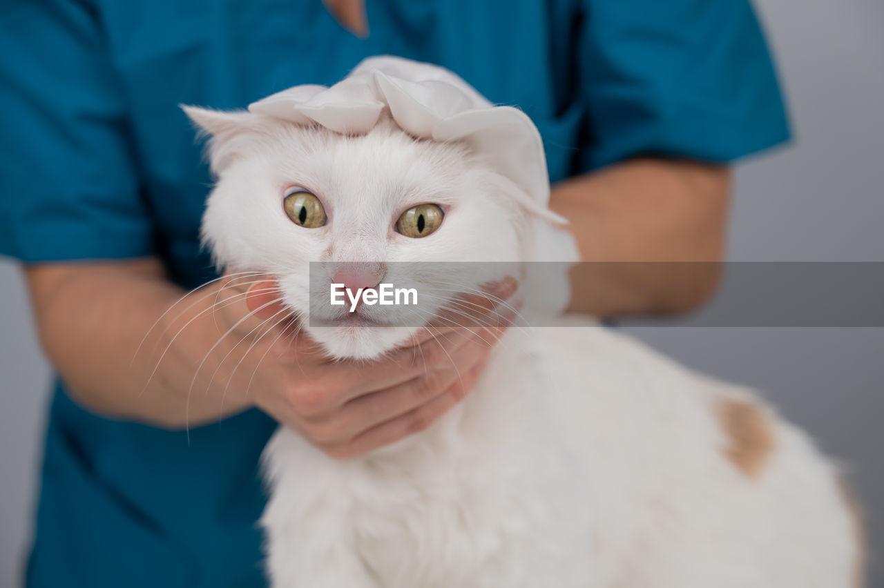 Veterinarian washing a fluffy white cat with a disposable wet glove. pet hydrosol cleaning gloves