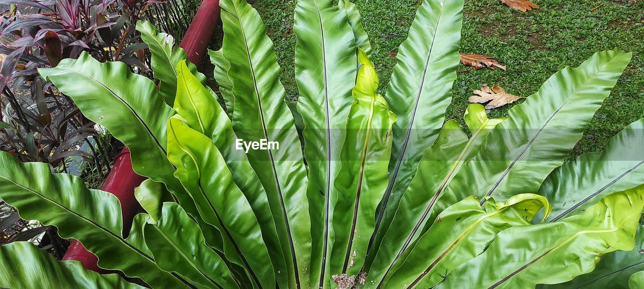 plant, green, growth, leaf, plant part, nature, beauty in nature, flower, no people, field, day, land, garden, freshness, tree, outdoors, close-up, food and drink, food, palm tree, agriculture, jungle, high angle view