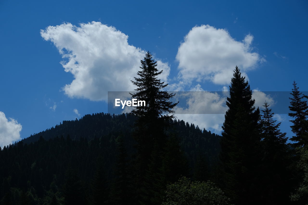 tree, plant, sky, mountain, pine tree, coniferous tree, forest, pinaceae, beauty in nature, pine woodland, nature, scenics - nature, cloud, wilderness, land, mountain range, tranquility, no people, tranquil scene, non-urban scene, woodland, environment, blue, growth, ridge, landscape, silhouette, outdoors, low angle view, evergreen tree, day, idyllic, spruce