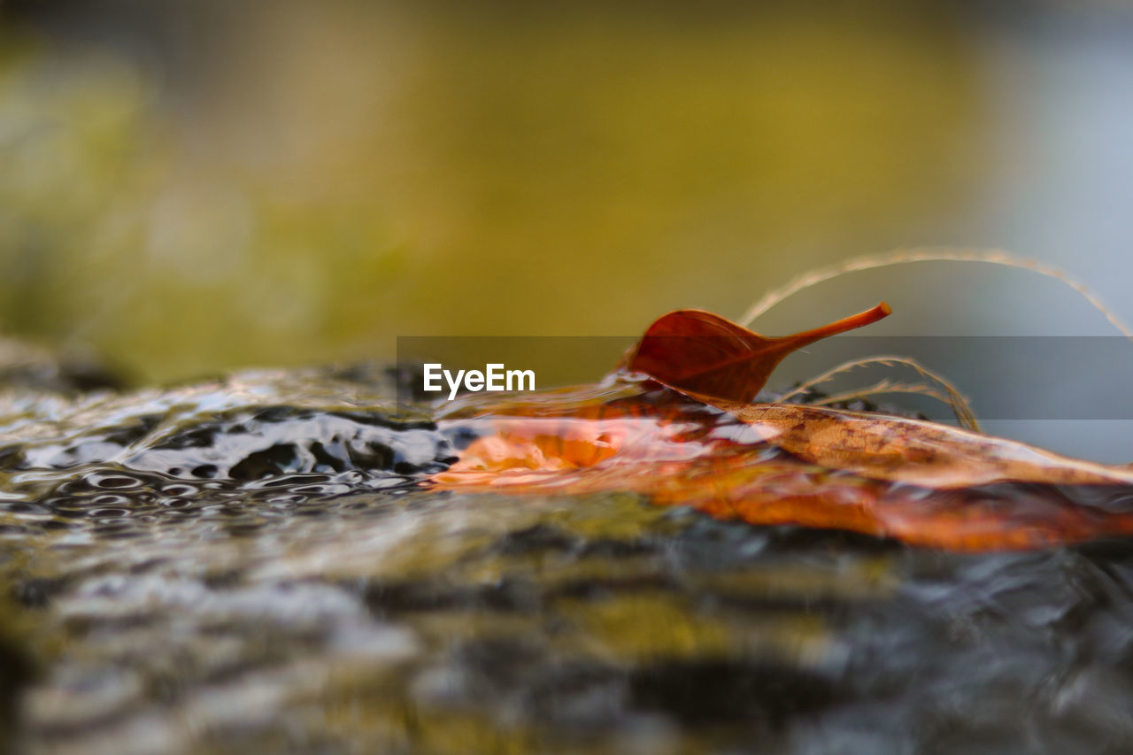 CLOSE-UP OF DRY LEAF ON WATER