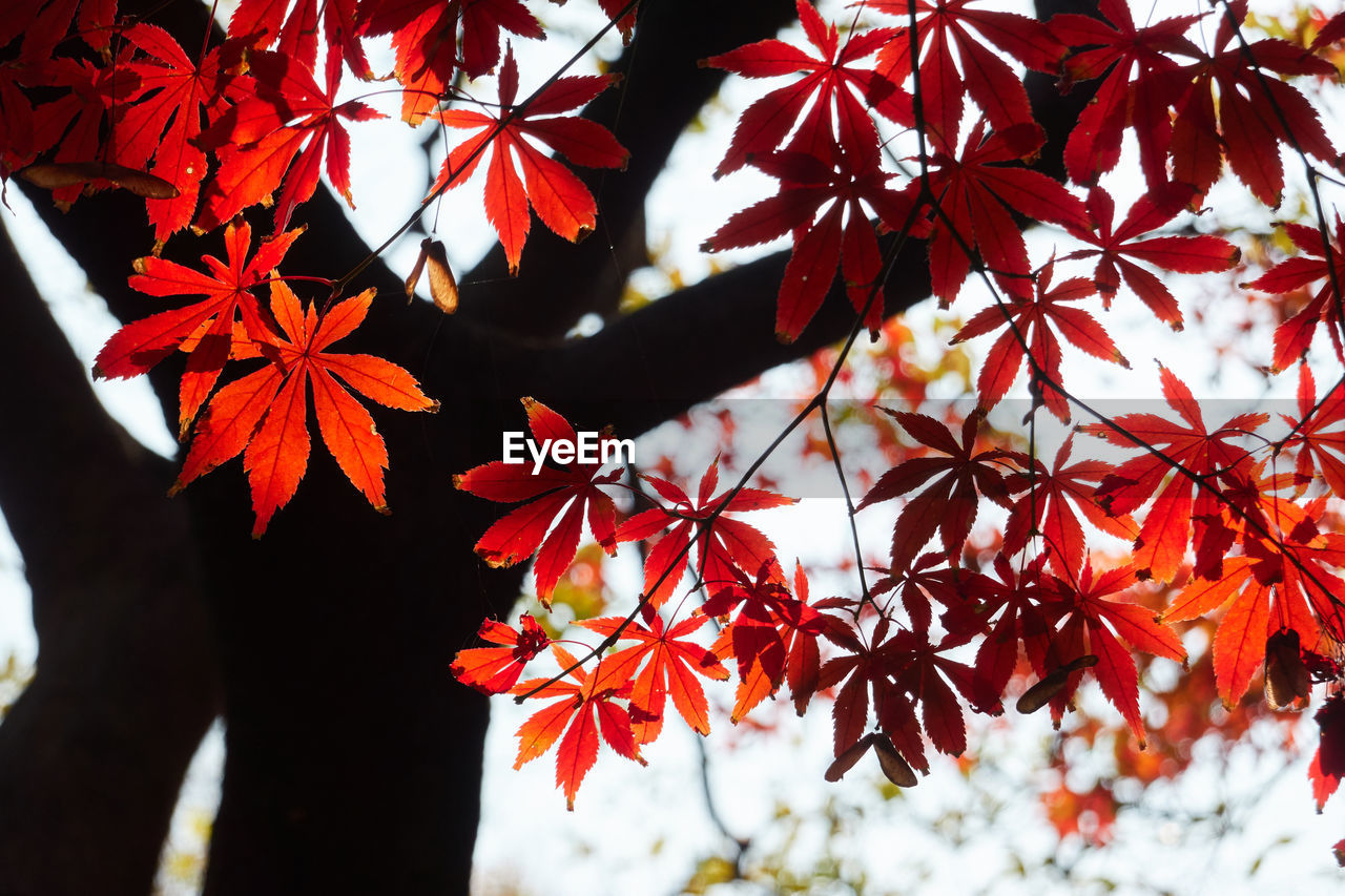 Close-up of maple leaves on tree