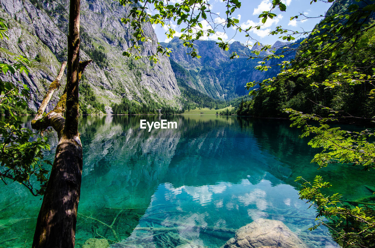 Scenic view of lake in forest