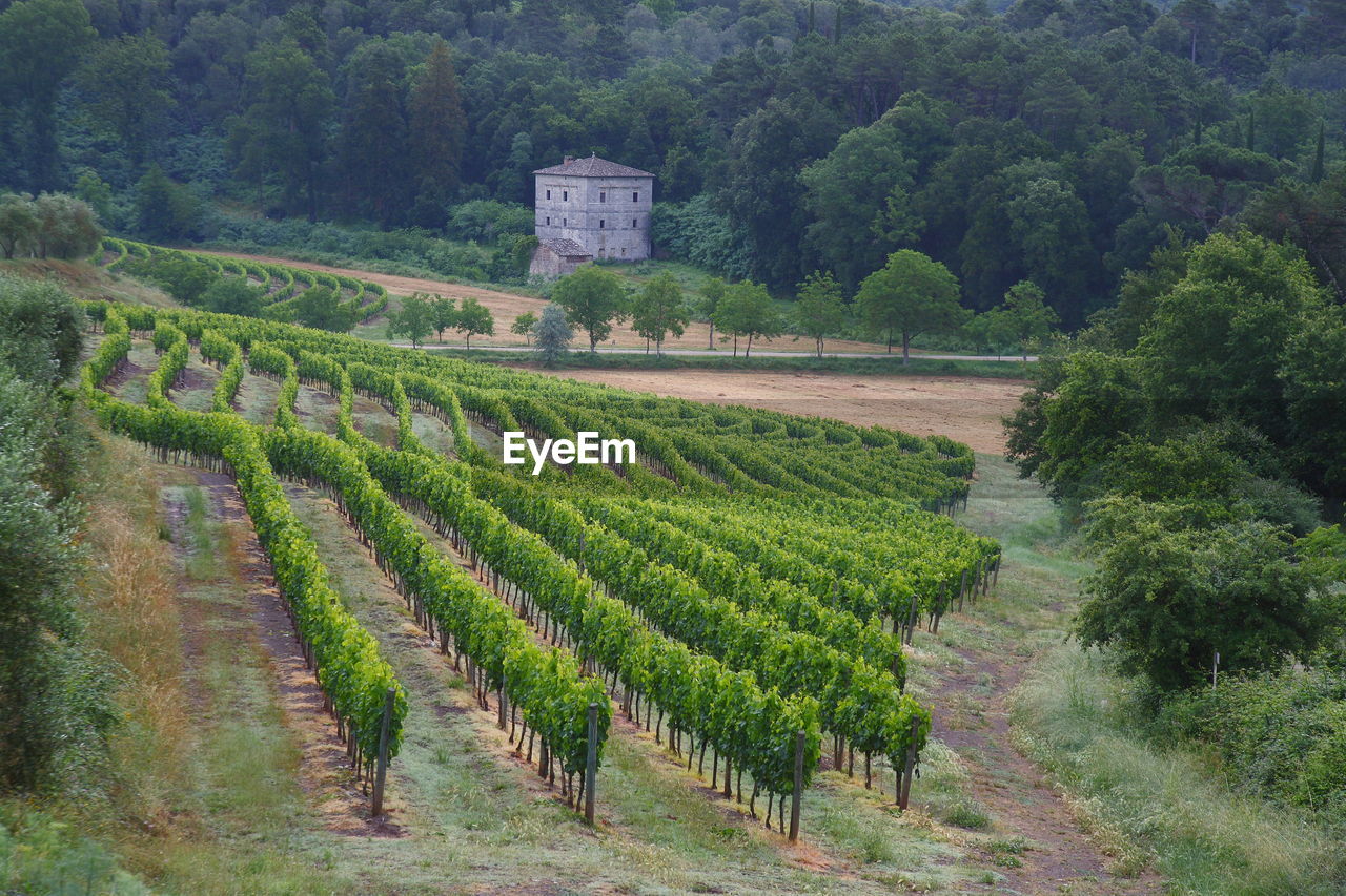 Scenic view of vineyard