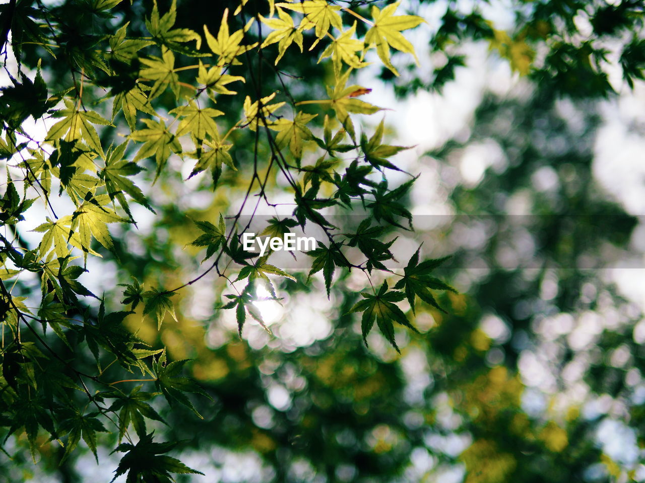 CLOSE-UP OF TREE BRANCH