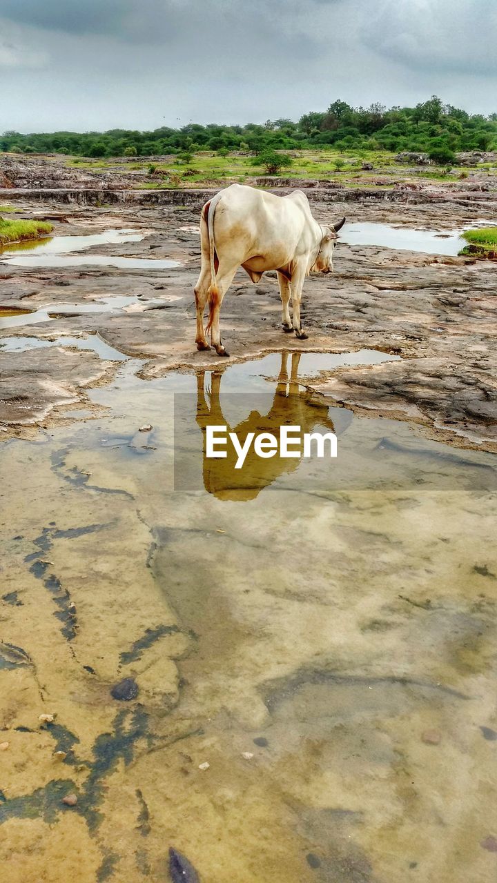 HORSE STANDING BY WATER AGAINST SKY