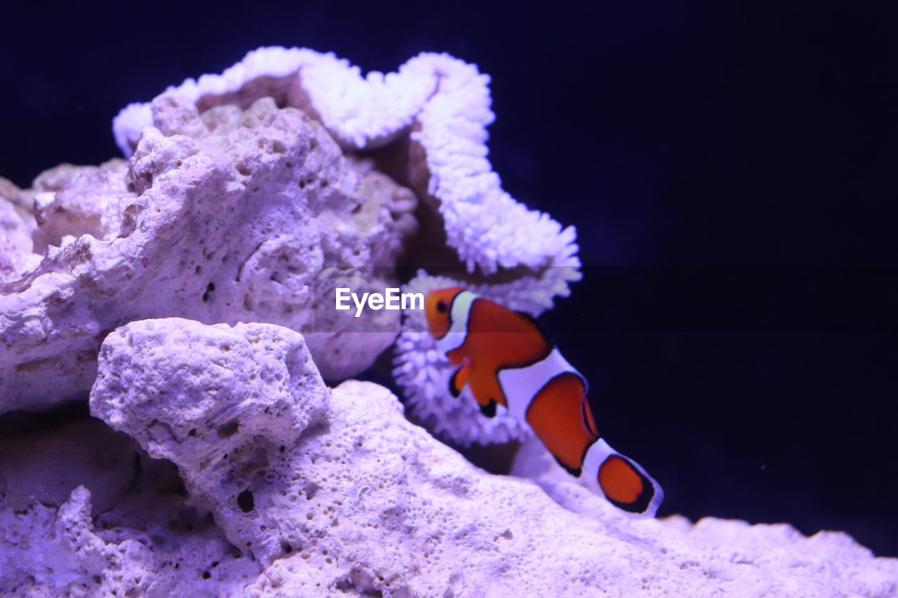 high angle view of fish swimming in sea