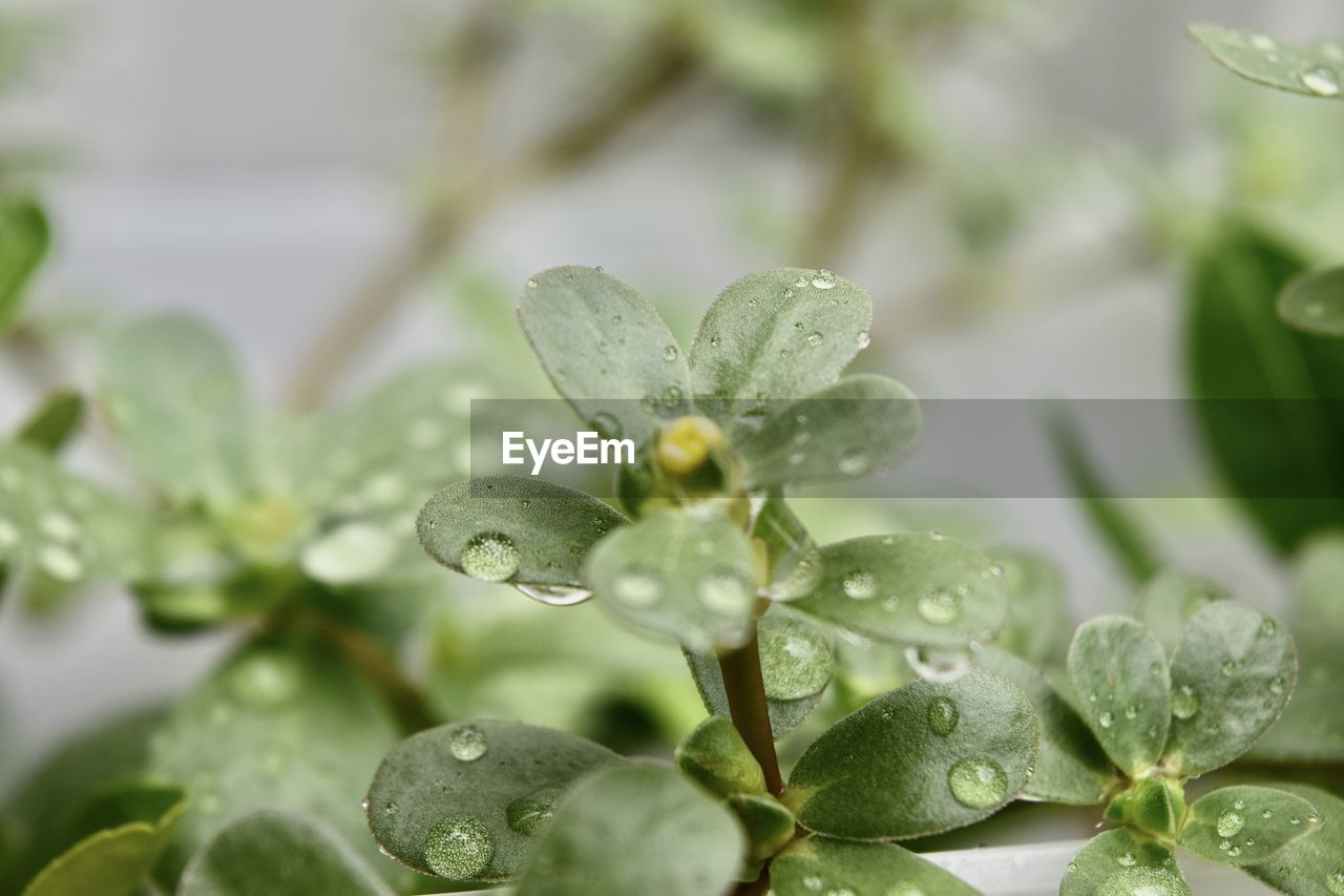 Close-up of water drops on leaves