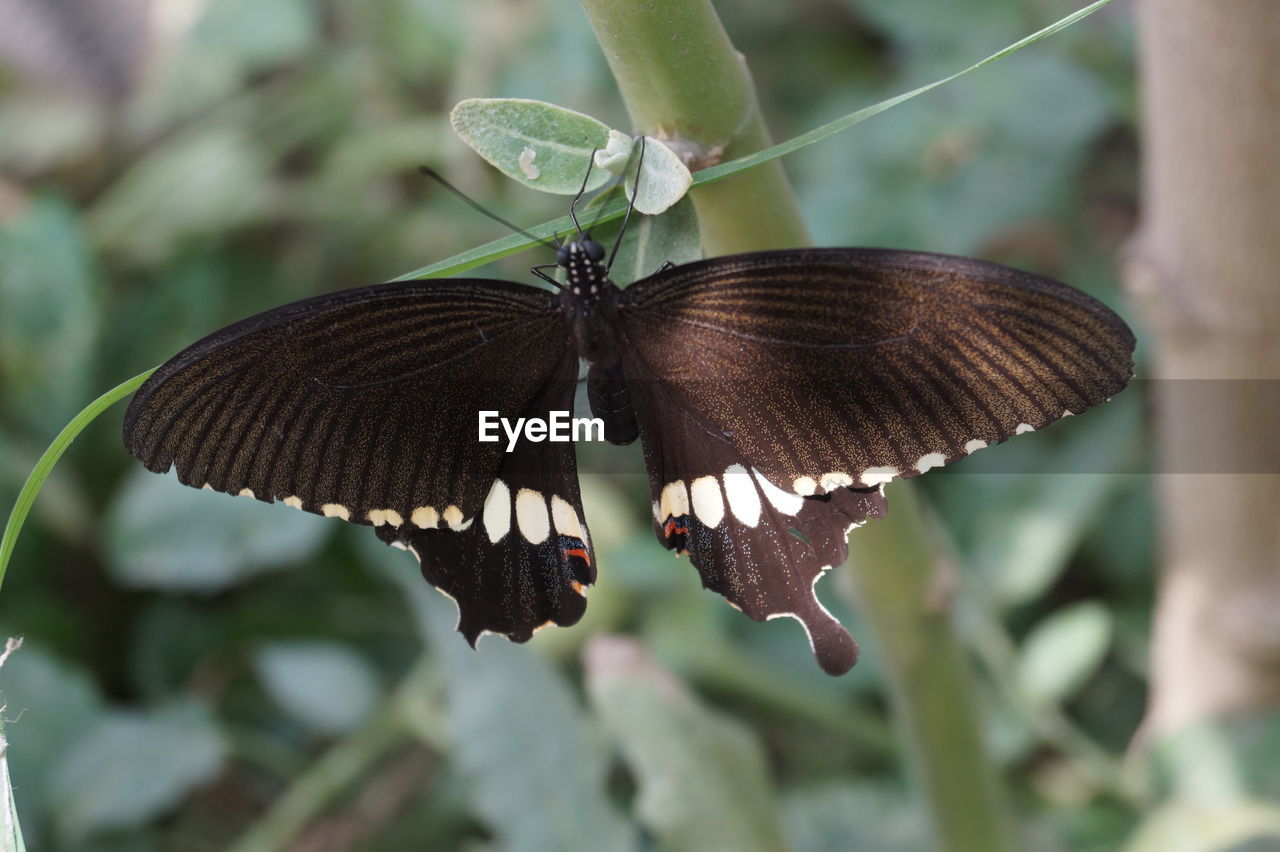 Close-up of butterfly on leaf