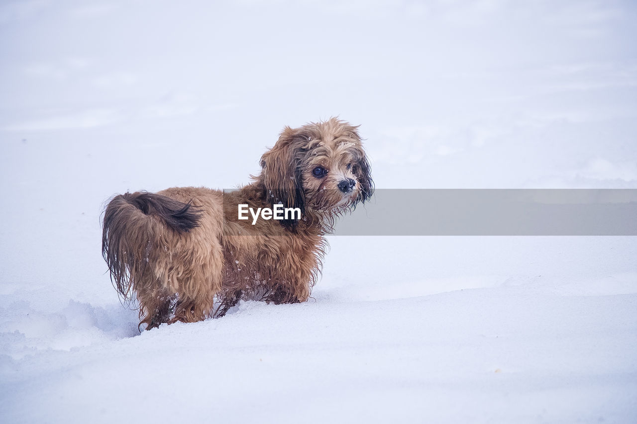 Dog on snow