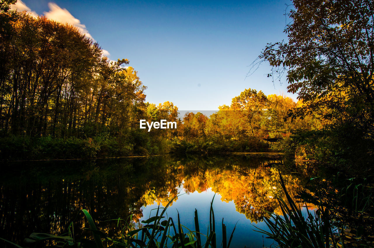 Reflection of trees in lake