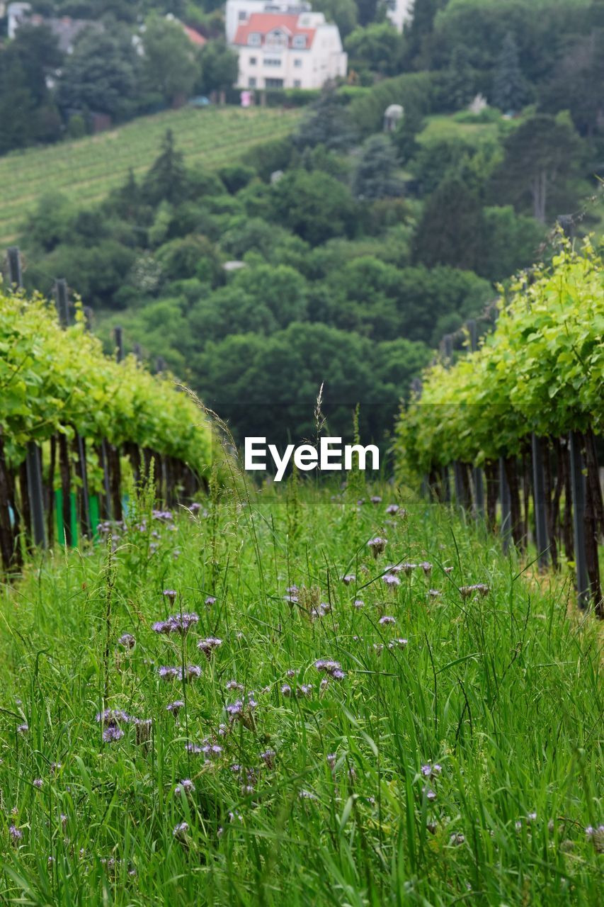 PLANTS GROWING ON LAND