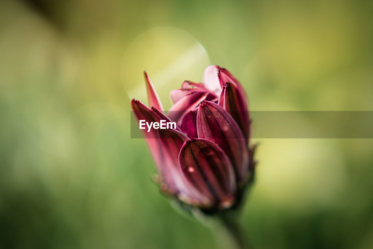 Close-up of pink flower bud