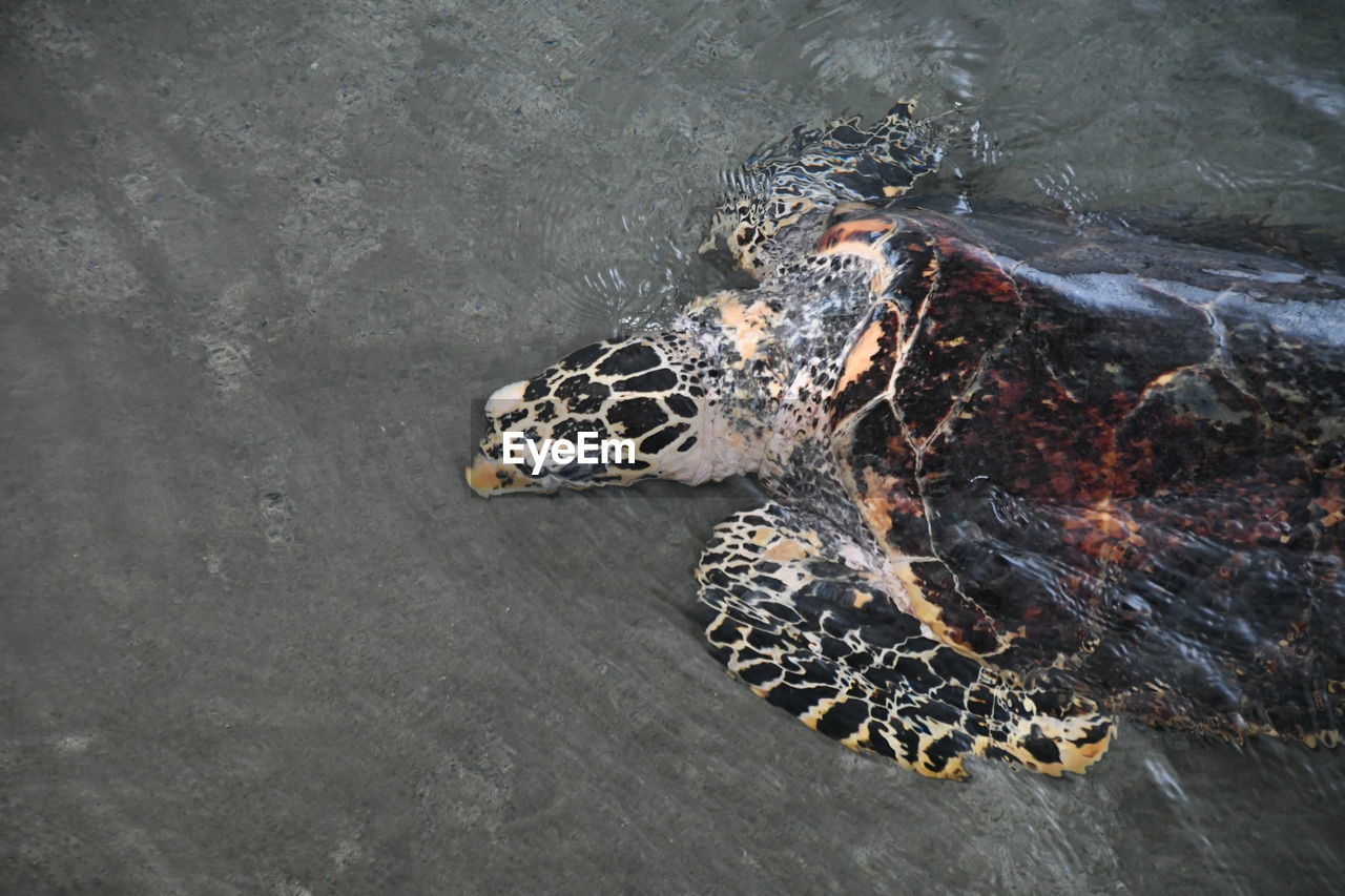 reptile, animal, animal themes, sea turtle, animal wildlife, wildlife, water, no people, nature, one animal, high angle view, sea, outdoors, turtle, day