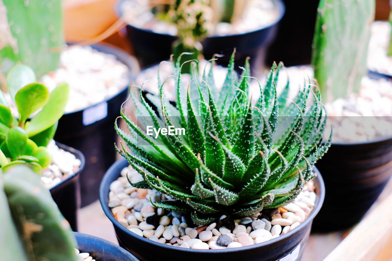 HIGH ANGLE VIEW OF SUCCULENT PLANTS