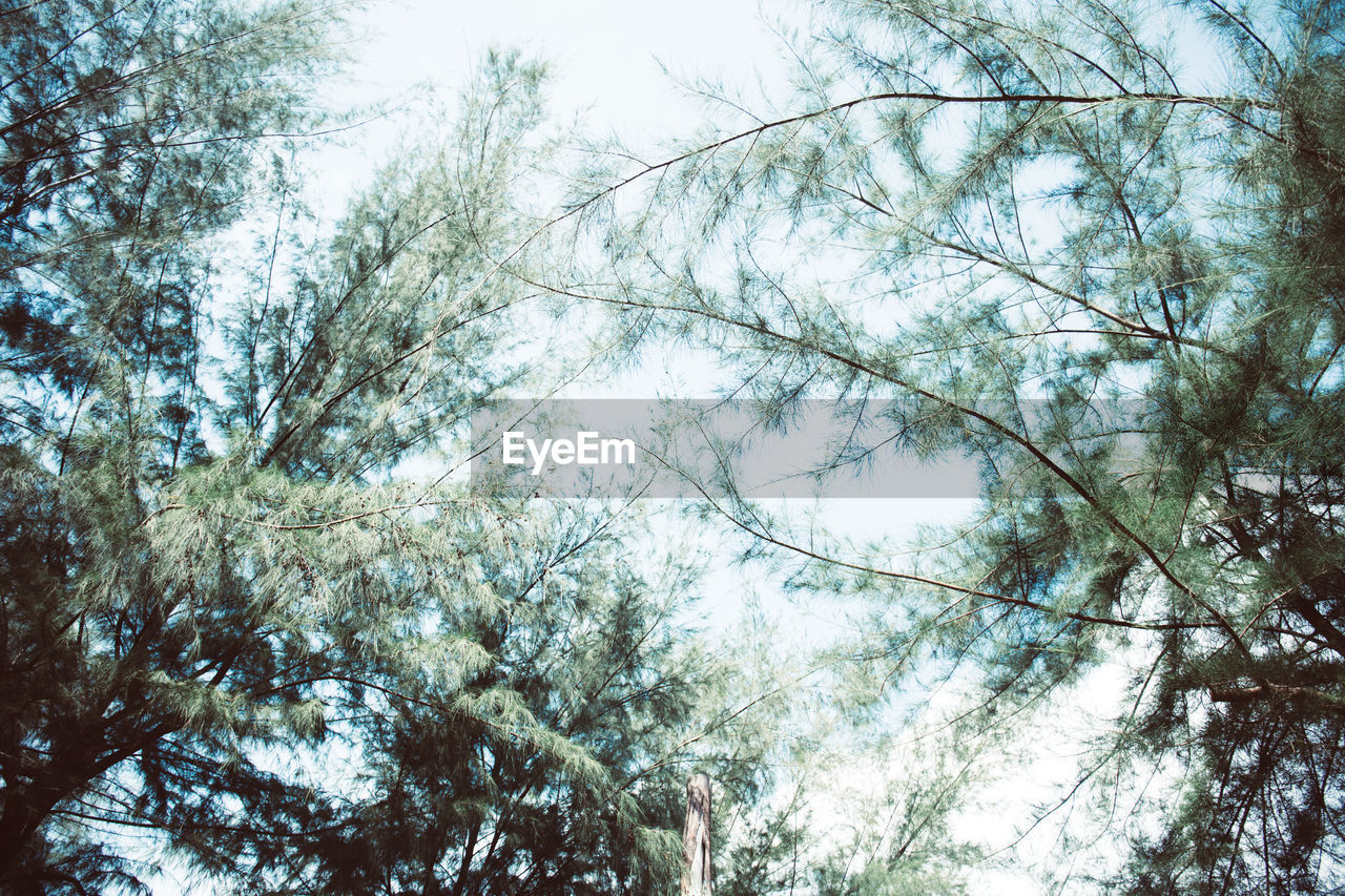 LOW ANGLE VIEW OF TREES IN FOREST AGAINST SKY
