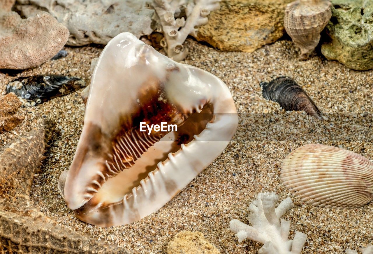 shell, animal, sand, land, beach, animal wildlife, animal themes, sea, nature, seashell, wildlife, cockle, no people, sea life, animal shell, conch, rock, marine, close-up, high angle view, water, outdoors, day, beauty in nature, group of animals, marine biology, sunlight, underwater, seafood, clam