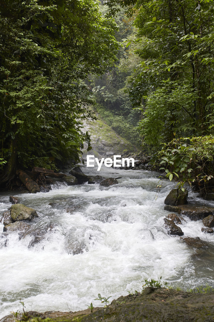 A stream in the middle of the leafy vegetation of the corcovado national park, costa rica