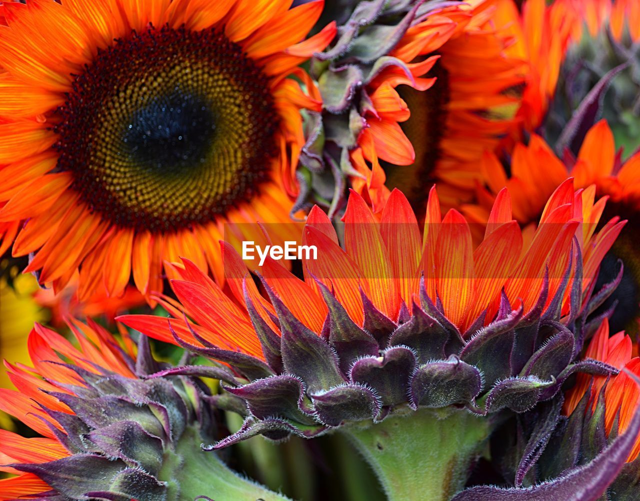 Close-up of orange sunflowers blooming outdoors